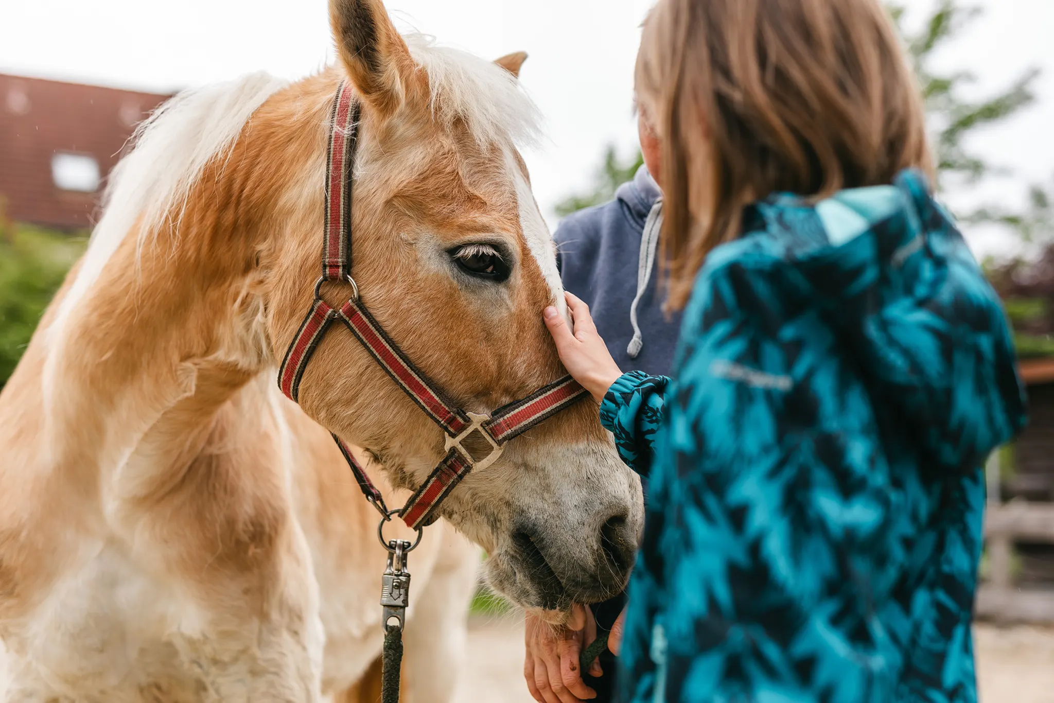 Mädchen streichelt den Kopf eines Pferdes